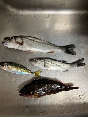 セイゴ（マルスズキ）の釣果