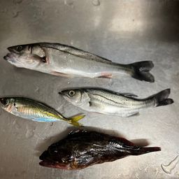 セイゴ（マルスズキ）