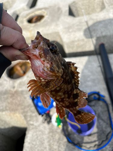 カサゴの釣果