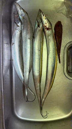 タチウオの釣果