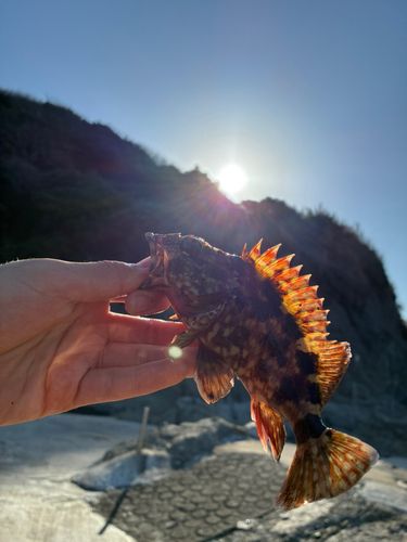 カサゴの釣果