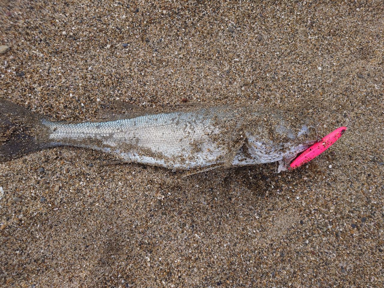 フッコ（マルスズキ）