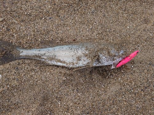 フッコ（マルスズキ）の釣果