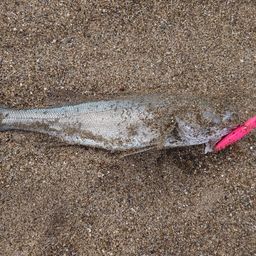 フッコ（マルスズキ）