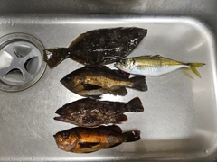 シロメバルの釣果