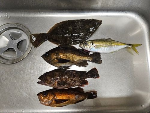 シロメバルの釣果