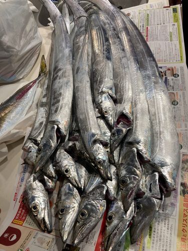 タチウオの釣果