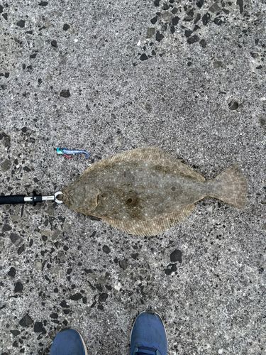 ヒラメの釣果
