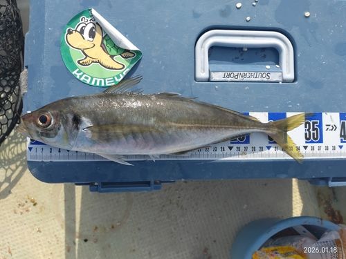 マアジの釣果