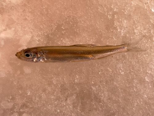 ワカサギの釣果