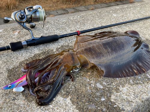 アオリイカの釣果