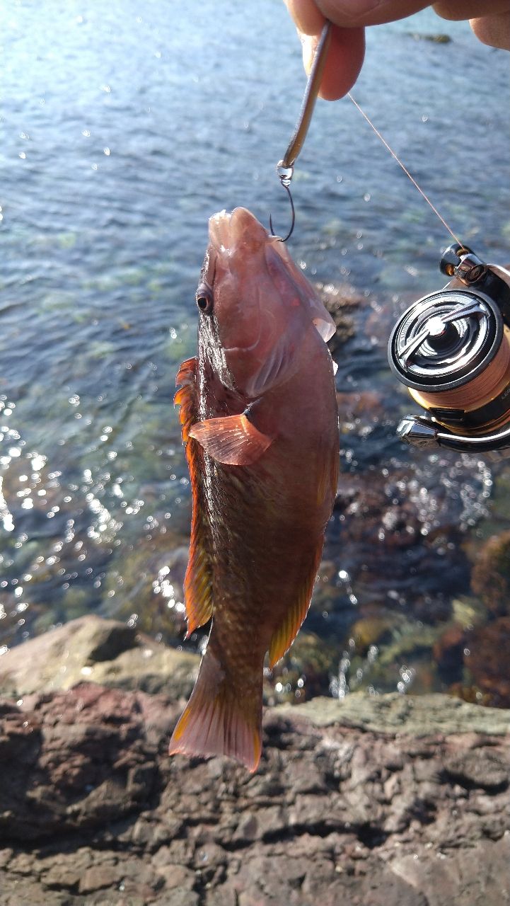 アカササノハベラ