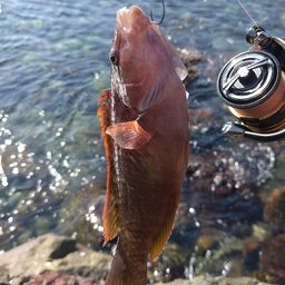 アカササノハベラ