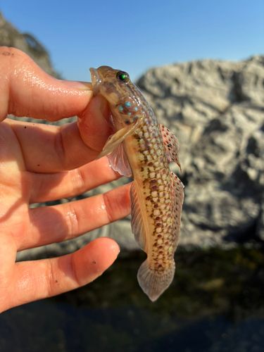 クツワハゼの釣果