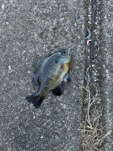ブルーギルの釣果