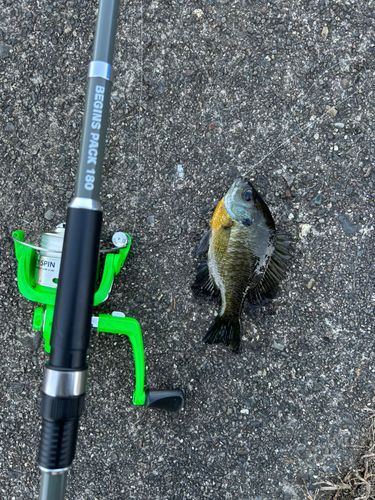 ブルーギルの釣果
