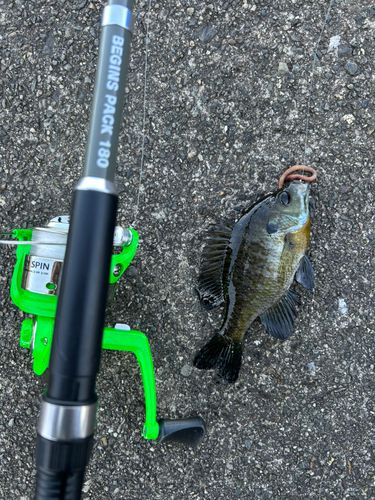 ブルーギルの釣果