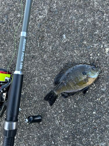 ブルーギルの釣果