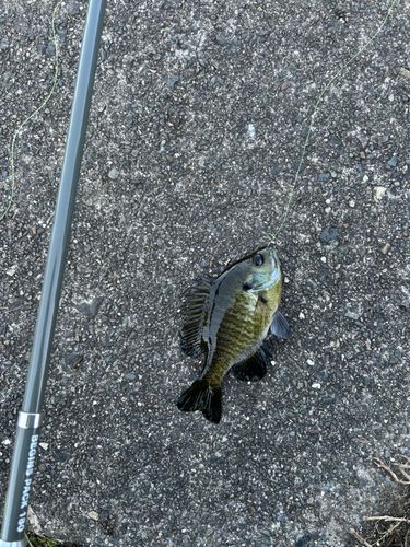 ブルーギルの釣果