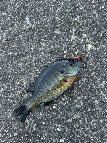 ブルーギルの釣果