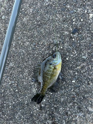 ブルーギルの釣果