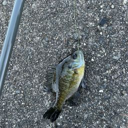 ブルーギル