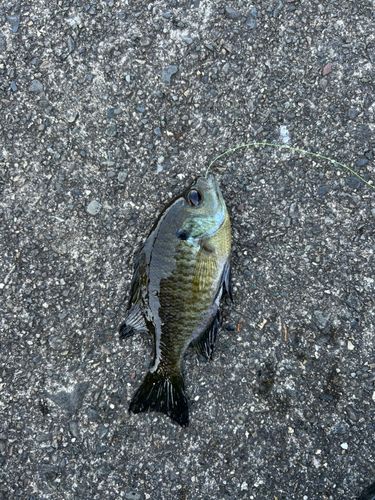 ブルーギルの釣果