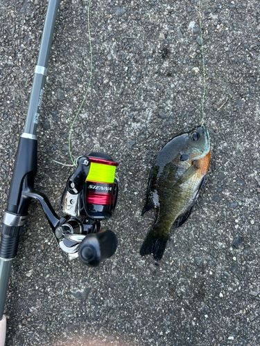 ブルーギルの釣果