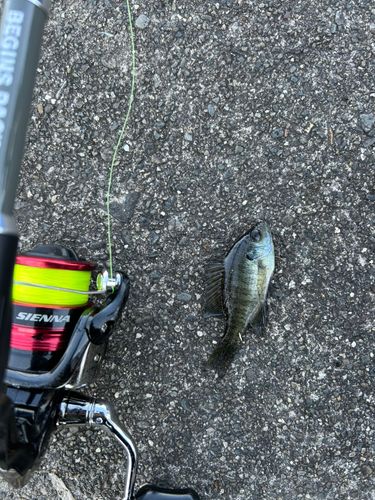ブルーギルの釣果