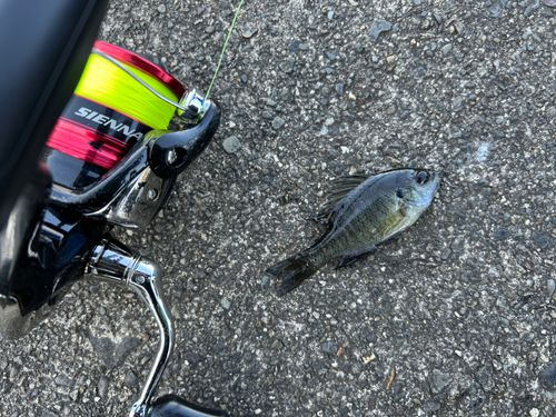 ブルーギルの釣果