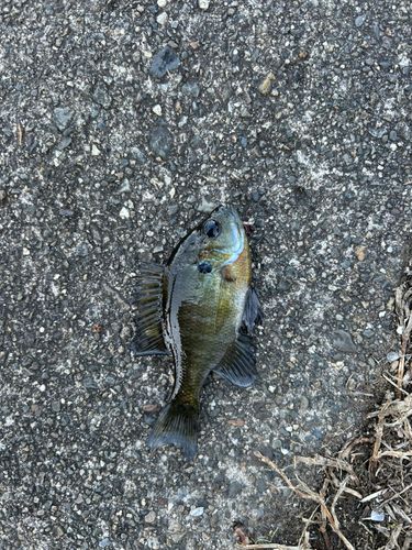 ブルーギルの釣果