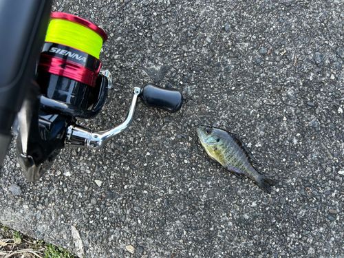 ブルーギルの釣果