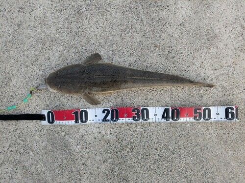 ヨシノゴチの釣果