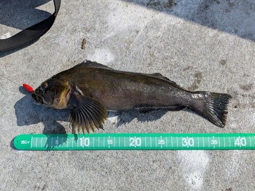 アイナメの釣果