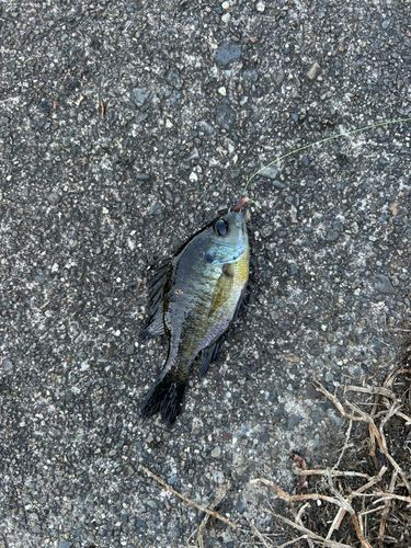 ブルーギルの釣果