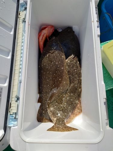 ヒラメの釣果