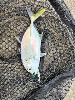 メッキの釣果
