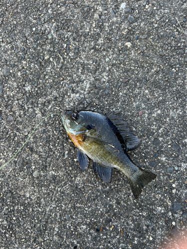 ブルーギルの釣果