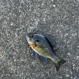 ブルーギル