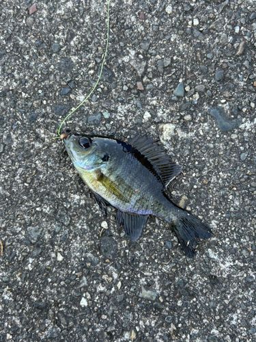 ブルーギルの釣果