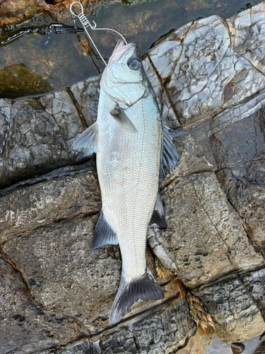ヒラスズキの釣果