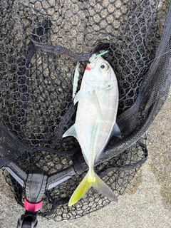 メッキの釣果