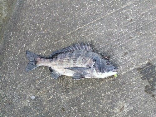 クロダイの釣果