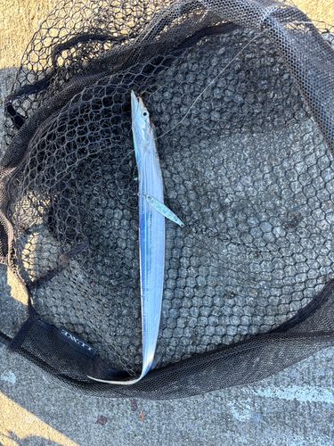 タチウオの釣果