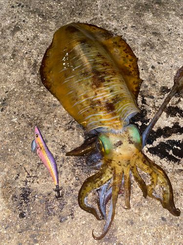 アオリイカの釣果