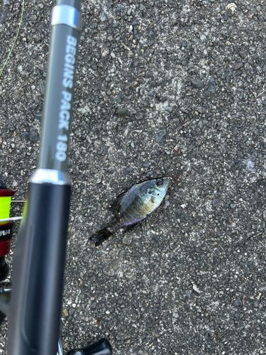 ブルーギルの釣果