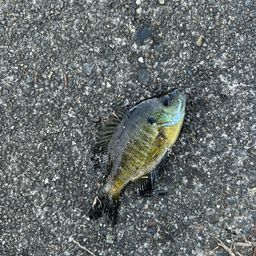 ブルーギル