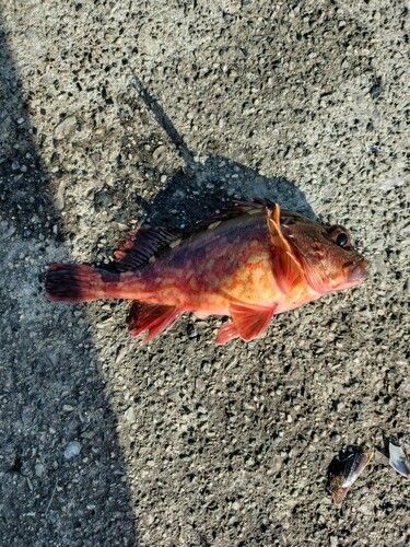 周防大島（屋代島）