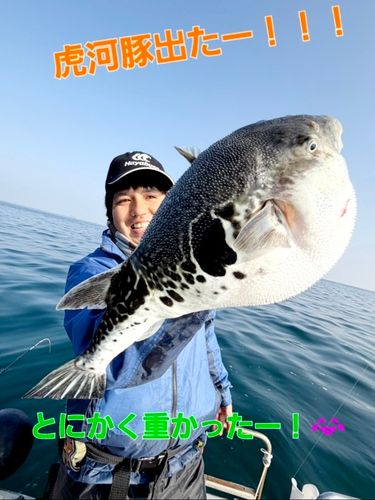 トラフグの釣果