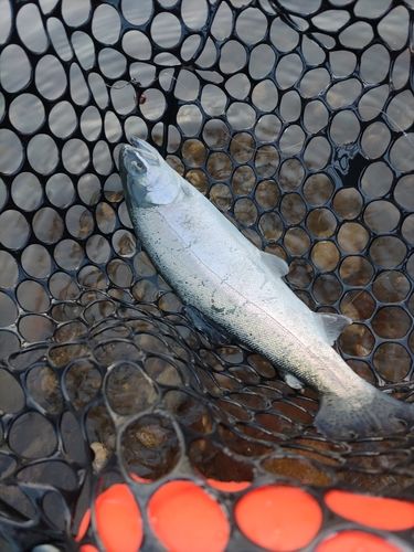 ニジマスの釣果